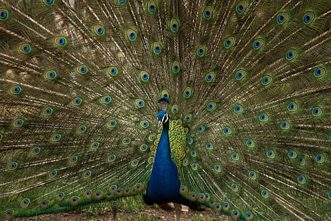 maschio, diffusione del pavone, coda, blu, verde, pittura di pavone, marrone blu, giallo, pavone verde, pavone, uccello, piuma, animale, natura, multicolore, colore verde, colore vibrante, animale maschio, bellezza nella natura, colori, avvicinamento, eleganza, becco, immagine a colori, sfondi, bellezza, un animale, piuma di pavone, fauna selvatica, temi animali, animali allo stato selvatico, a ventaglio, vertebrato, nessuno, giorno, vista frontale, 2K, CC0, dominio pubblico, privo di copyright