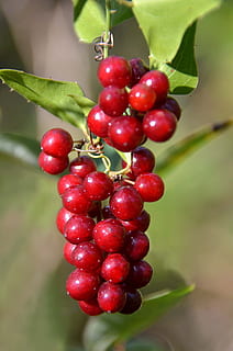 cluster, red, berries, fall, plant, healthy eating, food and drink, fruit, food, freshness, growth, nature, plant part, berry fruit, leaf, close-up, ripe, tree, day, no people, cherry, bunch, focus on foreground, outdoors, natural condition, 1080P, CC0, public domain, royalty free