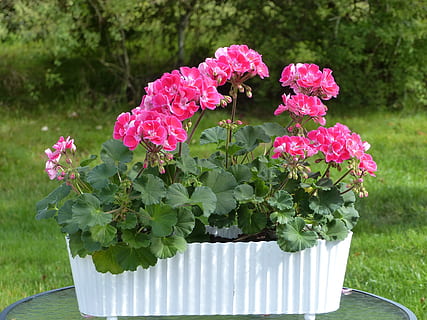 Geranie, Blumen, Topf, Blatt, Gras, Sträucher, Garten, Herbst, blühende Pflanze, Blume, Pflanze, pinke Farbe, Frische, Schönheit in der Natur, Verletzlichkeit, Blütenblatt, Wachstum, Zerbrechlichkeit, Nahansicht, Natur, Pflanzenteil, Blütenstand, Tag, Fokus auf den Vordergrund, keine Leute, Blütenkopf, grüne Farbe, draußen, 4K, CC0, gemeinfrei, lizenzfrei