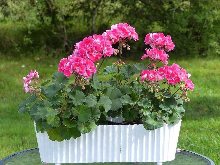 Geranie, Blumen, Topf, Blatt, Gras, Sträucher, Garten, Herbst, blühende Pflanze, Blume, Pflanze, pinke Farbe, Frische, Schönheit in der Natur, Verletzlichkeit, Blütenblatt, Wachstum, Zerbrechlichkeit, Nahansicht, Natur, Pflanzenteil, Blütenstand, Tag, Fokus auf den Vordergrund, keine Leute, Blütenkopf, grüne Farbe, draußen, 4K