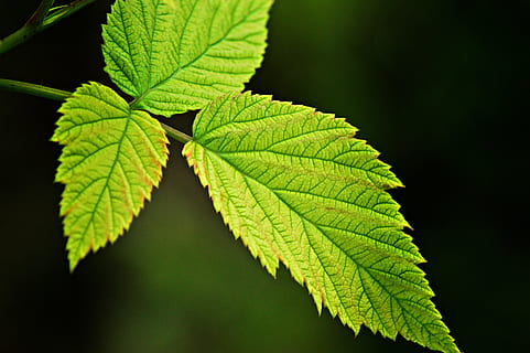 lampone, cespuglio di lampone, fogliame, le foglie, pianta, fotosintesi, piante estive, foglia, parte vegetale, colore verde, crescita, avvicinamento, natura, bellezza nella natura, nessuno, vena fogliare, giorno, concentrarsi sulle conoscenze acquisite, modello naturale, all'aperto, albero, vulnerabilità, modello, messa a fuoco selettiva, la tranquillità, sfondo nero, 5K, CC0, dominio pubblico, privo di copyright