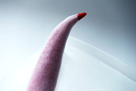 Peperoni, Eis, rot, kalt, Winter, Wasser, gefroren, transparent, Studioaufnahme, drinnen, farbiger Hintergrund, Nahansicht, menschliches Körperteil, einzelnes Objekt, pinke Farbe, Körperteil, Lebensmittel, Menschen, Essen und Trinken, Nagelpolitur, Blau, grau, Nagel, menschliche Lippen, lila, Luxus, 5K, CC0, gemeinfrei, lizenzfrei