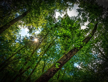 foresta, albero, natura, sole, aderente, luce, estate, slovacchia, sull'albero, verde, In Su, Lučenec, Fiľakovo, Somoska, nei boschi, fogliame, montagna, la penetrazione della luce, pianta, Inquadratura dal basso, la tranquillità, colore verde, crescita, cielo, terra, nessuno, bellezza nella natura, tronco d'albero, tronco, giorno, luce del sole, scena tranquilla, ramo, all'aperto, alto - alto, baldacchino di albero, direttamente sotto, bambù - pianta, 1080P, CC0, dominio pubblico, privo di copyright