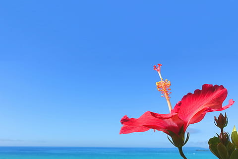 rød, hibiskus fotografering, blå, himmel, hibiscus, fotografering, blå himmel, natur, sommer, blomst, hav, udendørs, skønhed i naturen, plante, strand, blomstrende plante, friskhed, kronblad, sårbarhed, skrøbelighed, blomsterhoved, kopiere plads, blomsterstand, vækst, ingen mennesker, tæt på, skyfri himmel, horisont over vand, 1080P, CC0, offentligt domæne, royaltyfrie