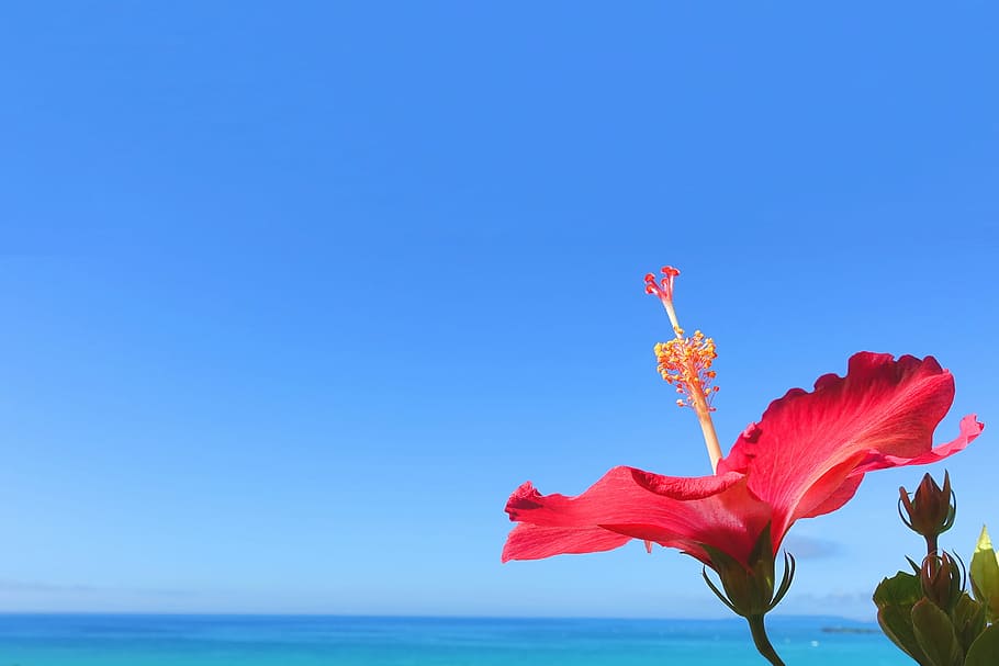 rød, hibiskus fotografering, blå, himmel, hibiscus, fotografering, blå himmel, natur, sommer, blomst, hav, udendørs, skønhed i naturen, plante, strand, blomstrende plante, friskhed, kronblad, sårbarhed, skrøbelighed, blomsterhoved, kopiere plads, blomsterstand, vækst, ingen mennesker, tæt på, skyfri himmel, horisont over vand, 1080P