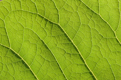untitled, green, leaf, structure, nature, plant, veins, green color, backgrounds, plant part, full frame, close-up, textured, no people, leaf vein, pattern, beauty in nature, macro, natural pattern, freshness, growth, outdoors, day, botany, 4K, CC0, public domain, royalty free