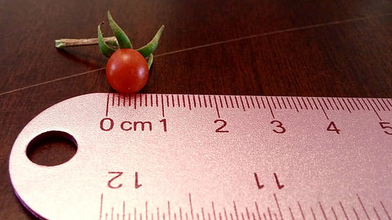 rote Kirschtomate, Tomate, winzig, Lineal, rot, Lebensmittel, Obst, Kirsche, reif, organisch, klein, Grün, natürlich, Gemüse, Landwirtschaft, roh, Natur, Garten, Mikro, Zoll, Millimeter, gesundes Essen, Essen und Trinken, Text, keine Leute, westliche Schrift, Wohlbefinden, Nahansicht, drinnen, Kommunikation, Nummer, Holz - Material, Tabelle, Messinstrument, High Angle View, Frische, Diät halten, 2K, CC0, gemeinfrei, lizenzfrei