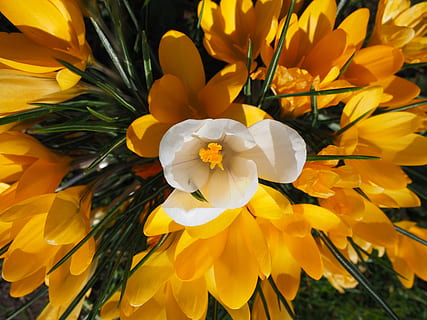 Krokus, Weiß, individuell, zentral, Dominant, wichtig, hervorragend, Blume, Frühling, bühen, Gelb, mm, bunt, blühen, Frühlingsblume, Büschel, Blumen in Trauben, Blumen, blühende Pflanze, Blütenblatt, Frische, Zerbrechlichkeit, Verletzlichkeit, Pflanze, Blütenkopf, Schönheit in der Natur, Blütenstand, Nahansicht, Wachstum, Natur, keine Leute, Narzisse, Pollen, Tag, draußen, Botanik, 4K, CC0, gemeinfrei, lizenzfrei