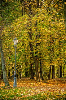 gray, street light, daytime, green, tree, pole, light, lamp, trees, plant, nature, grass, leaf, fall, autumn, forest, woodland, no people, tranquil scene, outdoors, tranquility, land, lighting equipment, beauty in nature, tree trunk, trunk, tombstone, day, cemetery, grave, growth, change, 4K, CC0, public domain, royalty free