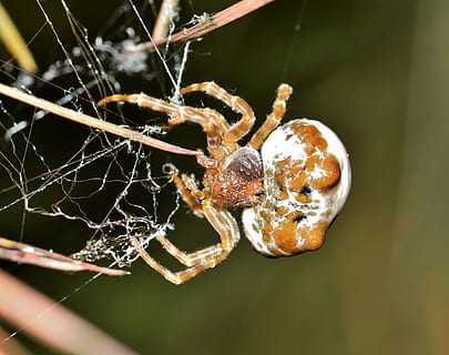 araña, bolas de araña, web, palmeado, trampa, atrapado, captura, arácnido, criatura, animal, aracnofobia, fobia, depredador, horripilante, ocho patas, biología, artrópodo, mastophora cornigera, fauna animal, telaraña, temas de animales, animales en la naturaleza, invertebrado, de cerca, un animal, insecto, fragilidad, centrarse en primer plano, nadie, naturaleza, zoología, vulnerabilidad, día, enfoque selectivo, al aire libre, pierna animal, complejidad, 4K, CC0, dominio público, libre de derechos