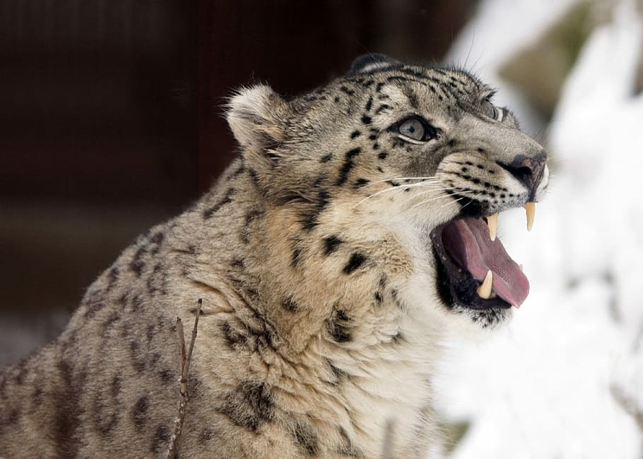 tancar, foto, hiena, lleopard de les neus, retrat, cara, cap, gruixut, dents, felí, gran, gat, animal, vida salvatge, depredador, taques, pell, un animal, fauna animal, boca oberta, animals a la natura, temes d'animals, dia, mamífer, gat gran, boca, cap gent, part del cos dels animals, centrar-se en primer pla, primer pla, carnivora, neu, hivern, cap d’animals, bigotis, grinyolant, agressió, rugit, boca d’animals, 1080P