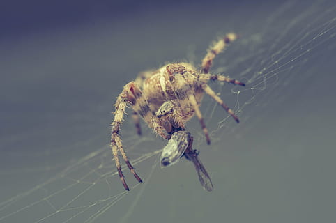 aranya, xarxa, capturat, tancar, aràcnids, teranyina, naturalesa, insecte, menjar, temes d'animals, invertebrat, animal, artròpode, primer pla, un animal, animals a la natura, fragilitat, fauna animal, centrar-se en primer pla, zoologia, macro, vulnerabilitat, cames d’animal, cap gent, 4K, CC0, domini públic, lliure de regalies