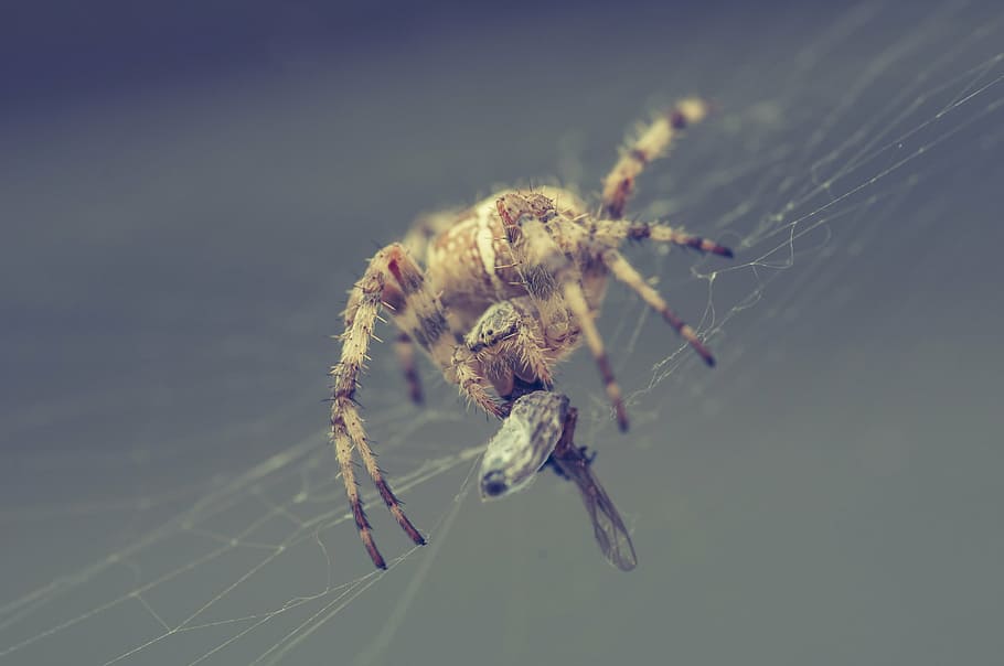 aranya, xarxa, capturat, tancar, aràcnids, teranyina, naturalesa, insecte, menjar, temes d'animals, invertebrat, animal, artròpode, primer pla, un animal, animals a la natura, fragilitat, fauna animal, centrar-se en primer pla, zoologia, macro, vulnerabilitat, cames d’animal, cap gent, 4K