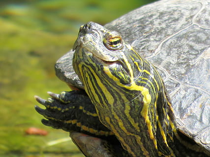 turtle, turtle head, tortoise, shell, animal wildlife, animal themes, animals in the wild, animal, one animal, vertebrate, reptile, close-up, focus on foreground, no people, day, nature, animal head, animal body part, looking away, looking, animal shell, outdoors, mouth open, marine, 4K, CC0, public domain, royalty free