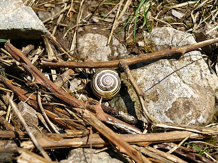 cargol, shell, espiral, temps, lentament, descans, petit, amagat, mol·lusc, bauch guesser, bauchfuessler, gastropoda, tancar, animal, naturalesa, dia, material de fusta, terra, planta, cap gent, gasteròpode, closca d’animals, fauna animal, arbre, primer pla, camp, vista d’angle alt, a l'aire lliure, animals a la natura, temes d'animals, pal - part de la planta, 2K, CC0, domini públic, lliure de regalies