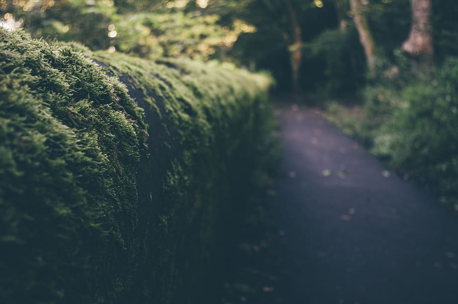 tilt-shift objektivfotografering, hæk, træer, buske, sti, natur, plante, vækst, grøn farve, træ, skønhed i naturen, ingen mennesker, ro, selektiv fokusering, dag, jord, vejen frem, retning, udendørs, Mark, rolig scene, sollys, landskab, tæt på, 4K