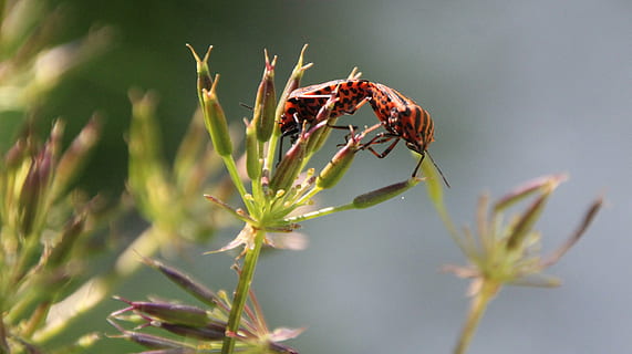 bille, rød, kærlighed, dyre temaer, dyr, dyreliv, insekt, hvirvelløse, plante, dyr i naturen, et dyr, tæt på, natur, ingen mennesker, skønhed i naturen, dag, blomst, udendørs, fokus på forgrunden, vækst, dyreadfærd, selektiv fokusering, dyrefløj, 4K, CC0, offentligt domæne, royaltyfrie