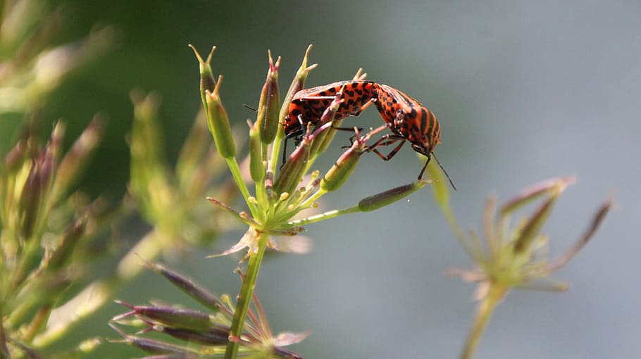 bille, rød, kærlighed, dyre temaer, dyr, dyreliv, insekt, hvirvelløse, plante, dyr i naturen, et dyr, tæt på, natur, ingen mennesker, skønhed i naturen, dag, blomst, udendørs, fokus på forgrunden, vækst, dyreadfærd, selektiv fokusering, dyrefløj, 4K