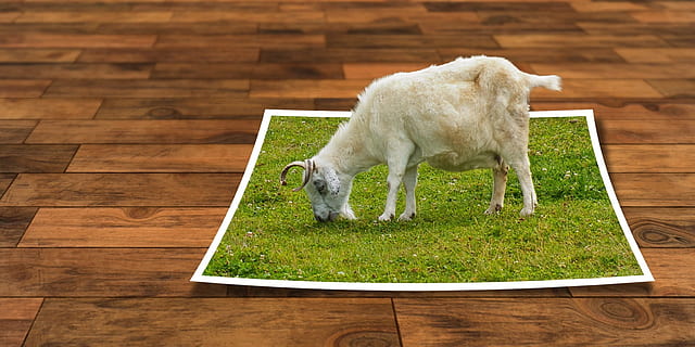 bílý, koza, jíst, tráva ilustrace, úpravy obrázků, ebv, rozpoutal, programu pro úpravu obrázků, 3d, photoshop, obraz, fotografie, rám, z rámu, dřevo, textura, perspektivní, savec, zvíře, domácí, zvířat, domácí zvířata, domácí mazlíčci, jednoho zvířete, podlaha, dřevo - materiál, dřevěná podlaha, obratlovců, nikdo, Pes, psí, zelená barva, tráva, rostlina, hospodářských zvířat, vysoký úhel pohledu, parkety, 720P, CC0, veřejná doména, bez autorských práv