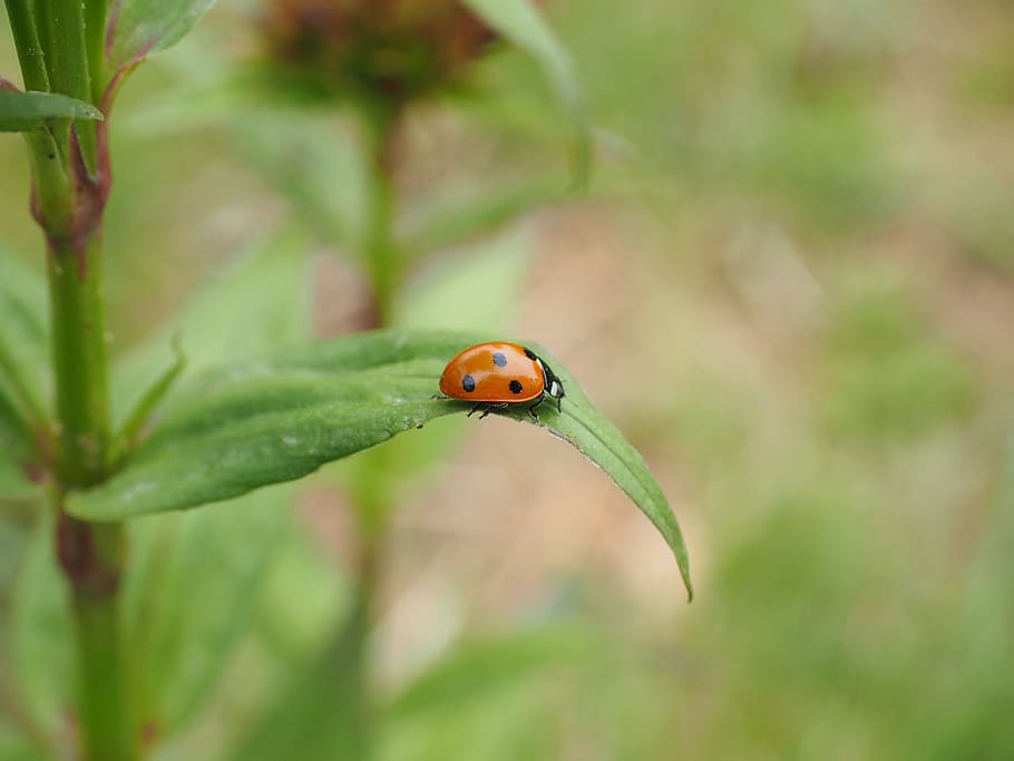 marieta, coccinellidae, escarabat, elytron, siebenpunkt ladybird, siebenpunkt, coccinella septempunctata, gatejar, krabbeltier, primavera, un animal, color verd, insecte, planta, dia, naturalesa, temes d'animals, animal, invertebrat, animals a la natura, fauna animal, centrar-se en primer pla, primer pla, part de la planta, full, cap gent, bellesa a la natura, creixement, a l'aire lliure, 4K