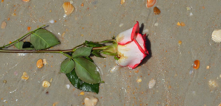 rosa, fiore, spiaggia, foglia, parte vegetale, nessuno, vista dall'alto, natura, acqua, avvicinamento, cibo e bevande, sventura, pianta, freschezza, giorno, le foglie, all'aperto, cibo, direttamente sopra, sporco, bellezza nella natura, colore verde, inquinamento, 4K