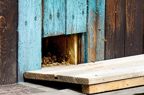 Colmena, abeja, abejas, animales, insecto, material de madera, día, nadie, arquitectura, estructura construida, naturaleza, antiguo, al aire libre, luz del sol, tablón, puerta, madera, casa, texturizado, Entrada, erosionado, abandonado, edificio, de cerca, exterior del edificio, 720P, CC0, dominio público, libre de derechos