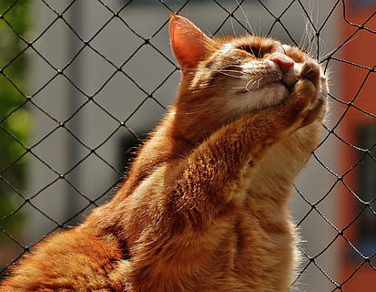 orange, kat, rørende, sort, net, ansigt, tæt, udsigt, øjne, portræt, adidas, dyr verden, dyr, ansigtskat, kat ansigt, nuttet, Mieze, indenlandske kat, kæledyr, killing, hoved, ekspression, et dyr, pattedyr, indenlandske, dyre temaer, husdyr, hvirveldyr, feline, hegn, ingen mennesker, grænse, barriere, leder, chainlink hegn, tæt på, dyr kropsdel, fokus på forgrunden, bakkenbart, dyr hoved, ingefær kat, 4K, CC0, offentligt domæne, royaltyfrie
