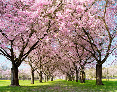 primavera, càlid, flor, obert, rosa, flor rosa, carreró, arbre, branca, naturalesa, planta, planta amb flors, bellesa a la natura, creixement, parc, frescor, parc - l'home va fer espai, herba, dia, color rosa, a l'aire lliure, cap gent, cirerer, fragilitat, flor de cirerer, treelined, 5K, CC0, domini públic, lliure de regalies