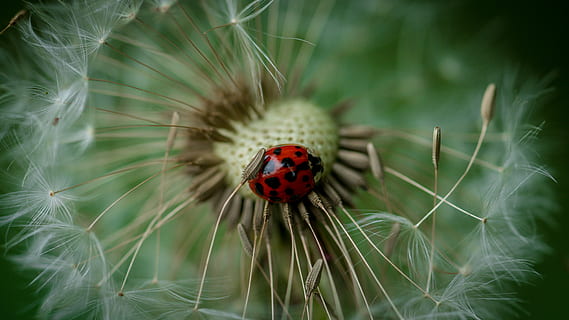 buburuză, permanent, alb, păpădie, papusa pentru macadamia macro, floare, gândac, roșu, verde, natură, plantă, insectă, nevertebrat, a închide, animale tematice, un animal, animale sălbatice, animal, planta cu flori, animale în sălbăticie, fragilitate, frumusețe în natură, vulnerabilitate, selectiv, zi, nici o persoana, în aer liber, mic, 5K, CC0, domeniu public, fără drepturi de autor