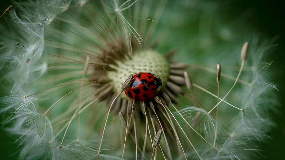 buburuză, permanent, alb, păpădie, papusa pentru macadamia macro, floare, gândac, roșu, verde, natură, plantă, insectă, nevertebrat, a închide, animale tematice, un animal, animale sălbatice, animal, planta cu flori, animale în sălbăticie, fragilitate, frumusețe în natură, vulnerabilitate, selectiv, zi, nici o persoana, în aer liber, mic, 5K