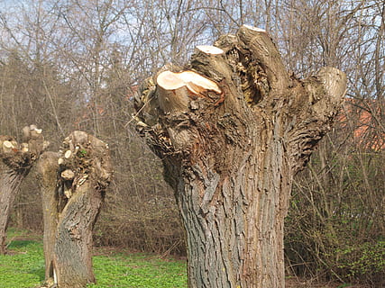 tree, butt, nature, logging, wood, woodworks, saw, growing stock, firewood, deforestation, tree stump, sharp, risk of injury, dying tree, tree trunks, timber, plant, tree trunk, day, trunk, no people, land, bare tree, growth, wood - material, outdoors, forest, tranquility, field, branch, dead plant, environment, landscape, bark, 2K, CC0, public domain, royalty free