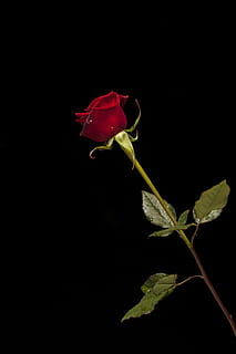 singolo, stelo, rosa, fiore, rosso, macro, natura, vicino, rosa rossa, il roseto, Rose, bellissimo, foto di fiori, fiori, amore, pianta, colore, le foglie sono, cuore, desiderio, piccola rosa, fiori di primavera, fiore estivo, San Valentino, nessuno, fresco, garcia, piante ornamentali, primavera, estate, bellezza, sfondo, stagione, colori, le foglie, pace, colore vivido, sfondo nero, girato in studio, testa di fiore, petalo, bellezza nella natura, pianta fiorita, avvicinamento, fragilità, vulnerabilità, foglia, freschezza, parte vegetale, infiorescenza, in casa, pianta appassita, 4K, CC0, dominio pubblico, privo di copyright