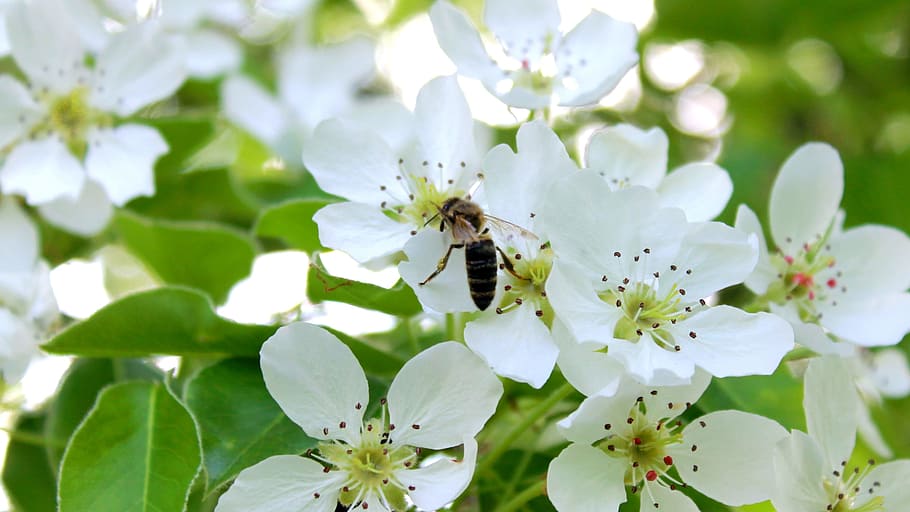 Blume, Biene, blühen, fliegendes Insekt, Sommer-, wirbellos, Insekt, Tierwelt, Pflanze, Tierthemen, Frische, Zerbrechlichkeit, Tier, ein Tier, Tiere in freier Wildbahn, blühende Pflanze, Schönheit in der Natur, Wachstum, Nahansicht, Verletzlichkeit, Frühling, Blütenblatt, Blütenkopf, keine Leute, Bestäubung, draußen, Pollen, 2K