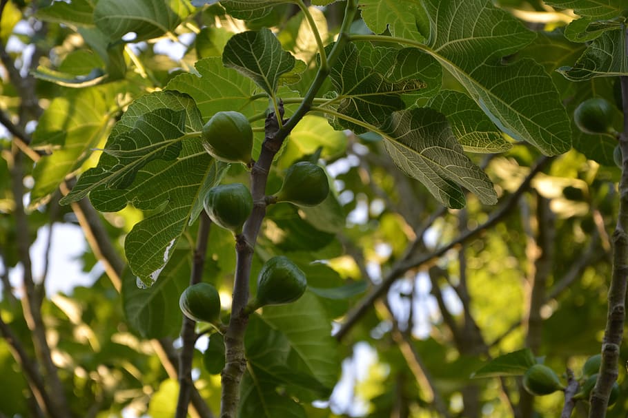 albero di fichi, fichi, albero, verde, frutta, estate, Figura, ramo, natura, foglia, parte vegetale, pianta, crescita, colore verde, cibo e bevande, avvicinamento, cibo, bellezza nella natura, freschezza, giorno, mangiare sano, nessuno, Inquadratura dal basso, concentrarsi sulle conoscenze acquisite, all'aperto, maturo, 5K