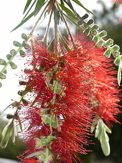 flor, naranja, rojo, primavera, floración, naranja roja, naturaleza, planta, de cerca, crecimiento, belleza en la naturaleza, nadie, frescura, día, centrarse en primer plano, fragilidad, planta floreciendo, vulnerabilidad, color verde, al aire libre, árbol, parte de la planta, hoja, enfoque selectivo, cabeza de flor, puntiagudo, 4K, CC0, dominio público, libre de derechos