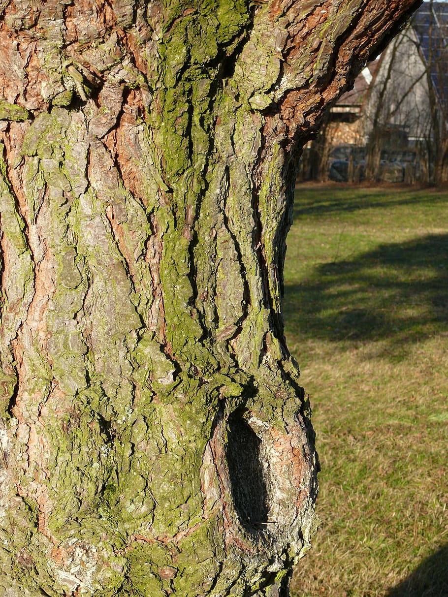 log, kůra, knothole, struktura, strom, Příroda, kmen stromu, den, zelená barva, nikdo, venku, rostlina, kufr, růst, texturou, tráva, hrubý, detail, mech, přistát, klid, zaměřit se na popředí, rostlinné kůry, přirozený stav, 2K