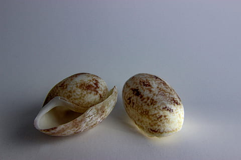 shell, nature, closeup, ocean, seashell, water, tropical, food and drink, food, studio shot, no people, indoors, close-up, freshness, wellbeing, healthy eating, colored background, gray background, gray, two objects, bread, still life, group of objects, simplicity, raw food, cut out, three objects, snack, small group of objects, 5K, CC0, public domain, royalty free