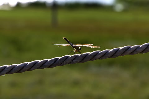 dragonfly, prairie, backlighting, animal themes, animal, animal wildlife, animals in the wild, one animal, focus on foreground, day, no people, nature, wire, close-up, barbed wire, plant, rope, invertebrate, fence, outdoors, metal, boundary, insect, 2K, CC0, public domain, royalty free