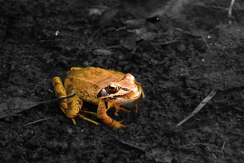 toad, camouflage, animals, mare, animal themes, animal, animal wildlife, one animal, animals in the wild, amphibian, close-up, nature, day, no people, high angle view, frog, outdoors, orange color, plant part, leaf, insect, land, vertebrate, animal body part, poisonous, 1080P, CC0, public domain, royalty free