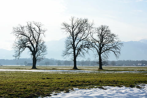 tre, individuelt, grener, estetisk, silhuett natur, humør, vinter, høst, anlegg, skjønnhet i naturen, miljø, tåke, himmel, landskap, natur, vann, naturskjønnhet - natur, land, ikke-urbane scene, sky - himmel, ro, ingen folk, rolig scene, bare tre, utendørs, 5K, CC0, offentlig domene, opphavsrett gratis