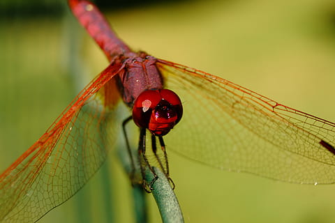 libellula, insetto, insetti, macro, natura, giardino, libellula rossa, libellula arancione, libellule, fauna, volare, invertebrato, temi animali, animale, fauna selvatica, animali allo stato selvatico, avvicinamento, rosso, un animale, concentrarsi sulle conoscenze acquisite, ala animale, pianta, parte vegetale, nessuno, foglia, giorno, all'aperto, bellezza nella natura, occhio animale, 4K, CC0, dominio pubblico, privo di copyright