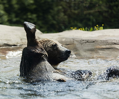 marró, animal, nedar, cos, aigua, suportar, jugar, jugant, ós marró, pedra, repunta, esquitxades, splash, ondulació, divertit, peu, cara, cama, temes d'animals, fauna animal, animals a la natura, mamífer, dia, naturalesa, vertebrats, cap gent, un animal, riu, davant del mar, a l'aire lliure, enfocament selectiu, moviment, aigua que flueix, 5K, CC0, domini públic, lliure de regalies