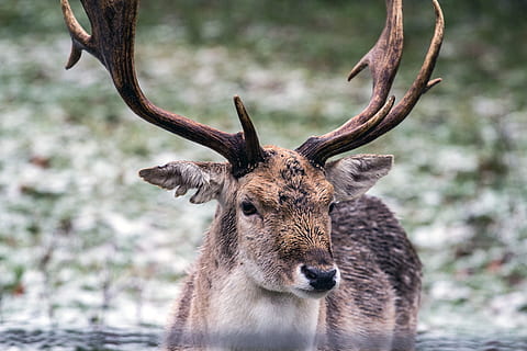 daino, Hirsch, foresta, fauna selvatica, temi animali, animale, un animale, animali allo stato selvatico, mammifero, ramificazione, cervo, nessuno, natura, concentrarsi sulle conoscenze acquisite, ritratto, guardando la fotocamera, giorno, avvicinamento, vista frontale, albero, Marrone, all'aperto, erbivoro, testa di animale, 5K, CC0, dominio pubblico, privo di copyright