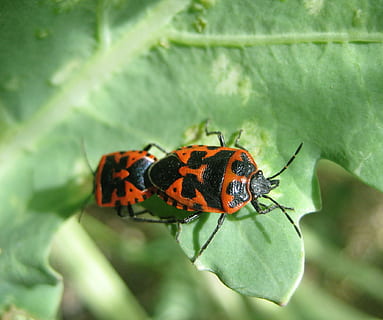 insecte, escarabat, error, errors, vermell, brillant, patró, naturalesa, bigoti, animals, naturalesa viva, poc, medi ambient, pla de krupnyj, fauna animal, temes d'animals, invertebrat, animal, animals a la natura, un animal, primer pla, part de la planta, full, planta, color verd, cap gent, bellesa a la natura, a l'aire lliure, dia, tacat, marieta, petit, 1080P, CC0, domini públic, lliure de regalies