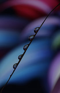 gotas, macro, reflexión, agua, de cerca, enfoque selectivo, centrarse en primer plano, nadie, planta, naturaleza, soltar, mojado, día, metal, al aire libre, belleza en la naturaleza, crecimiento, ramita, tallo de la planta, zarcillo, lluvia, parte de la planta, Rocío, gota de agua, pureza, púrpura, 2K, CC0, dominio público, libre de derechos