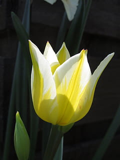 cahaya, harapan, bunga tulp, musim semi, bunga, bunga musim semi, awal, bunga-bunga, alam, tanaman berbunga, kerentanan, kerapuhan, keindahan di alam, menanam, daun bunga, kesegaran, hal berkembang, merapatkan, kepala bunga, kuning, pertumbuhan, tidak ada orang, fokus pada latar depan, bakung, daun, hari, di luar rumah, sepal, 4K, CC0, domain publik, bebas royalti
