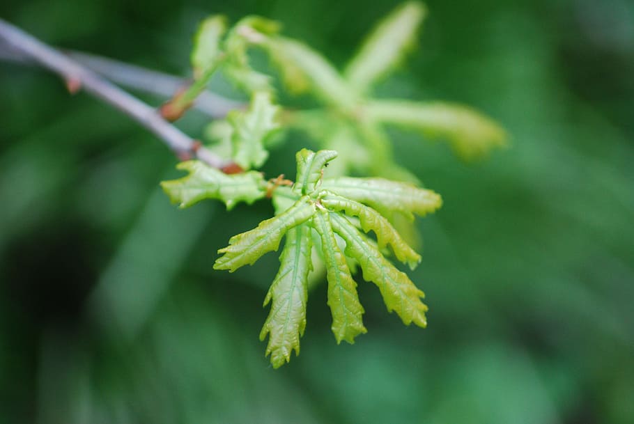 quercia, primavera, le foglie, ramo, verde, giovane, avvicinamento, colore verde, pianta, nessuno, natura, foglia, concentrarsi sulle conoscenze acquisite, cibo e bevande, fauna selvatica, parte vegetale, cibo, fiore, bellezza nella natura, crescita, animale, temi animali, messa a fuoco selettiva, germoglio, all'aperto, giorno, 4K