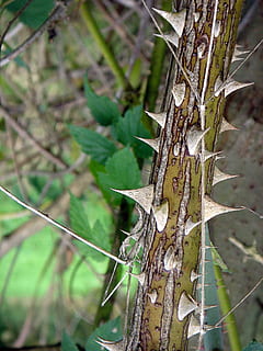 Stacheln, Scharf, Himbeere, Schmerzen, Detail, berühren, Baum, Pflanze, Fokus auf den Vordergrund, Natur, Nahansicht, keine Leute, Kofferraum, Baumstamm, Tag, Wachstum, Ast, draußen, Land, Pflanzenteil, Ruhe, Schönheit in der Natur, Wald, Blatt, selektiver Fokus, texturiert, Borke, Flechte, 1080P, CC0, gemeinfrei, lizenzfrei