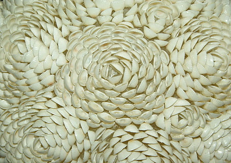 shells, flowers, crafts, polynesia, full frame, backgrounds, pattern, close-up, no people, indoors, food, still life, freshness, food and drink, white color, textured, raw food, directly above, healthy eating, large group of objects, textile, wellbeing, creativity, abundance, 2K, CC0, public domain, royalty free