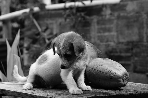 fauna, ulloa, risaralda, Kolumbie, Černý a bílý, Pes, zvíře, savec, zvířat, venku, jednoho zvířete, domácí mazlíčci, den, psí, domácí, domácí zvířata, obratlovců, zaměřit se na popředí, mladé zvíře, relaxace, nikdo, štěně, míč, sedící, 4K, CC0, veřejná doména, bez autorských práv